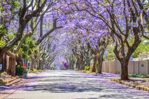 spring season trees